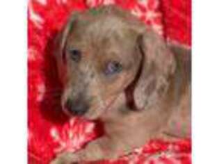 Dachshund Puppy for sale in Asheville, NC, USA