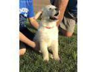 Mutt Puppy for sale in Roseville, IL, USA