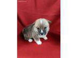 Pembroke Welsh Corgi Puppy for sale in Cameron, OK, USA