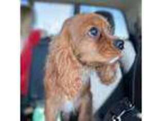 Cavalier King Charles Spaniel Puppy for sale in Wichita, KS, USA