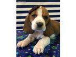 Basset Hound Puppy for sale in Augusta, GA, USA