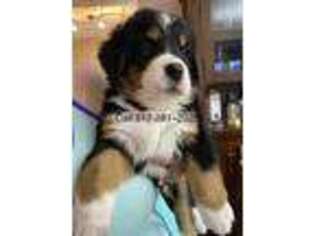 Bernese Mountain Dog Puppy for sale in Carson City, MI, USA