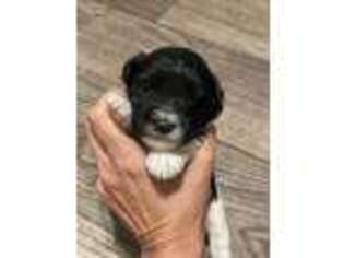 Mutt Puppy for sale in Liberty, TX, USA