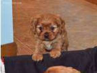 Cavalier King Charles Spaniel Puppy for sale in Cambridge, OH, USA