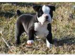 Olde English Bulldogge Puppy for sale in Hoagland, IN, USA