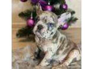 French Bulldog Puppy for sale in Baltimore, MD, USA