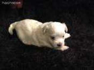 Maltese Puppy for sale in Berryville, AR, USA