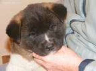 Akita Puppy for sale in Dewey, AZ, USA