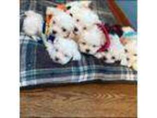 Coton de Tulear Puppy for sale in Park Forest, IL, USA