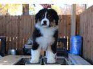 Australian Shepherd Puppy for sale in Texarkana, TX, USA