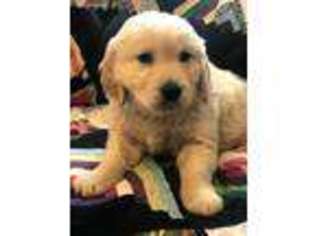 Golden Retriever Puppy for sale in Huntington, IN, USA