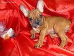 French Bulldog Puppy for sale in Buford, GA, USA
