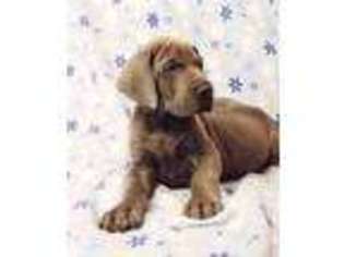 Great Dane Puppy for sale in Tehachapi, CA, USA