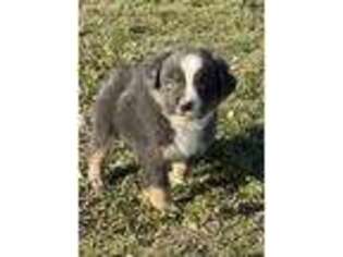 Miniature Australian Shepherd Puppy for sale in Mountain Home, ID, USA