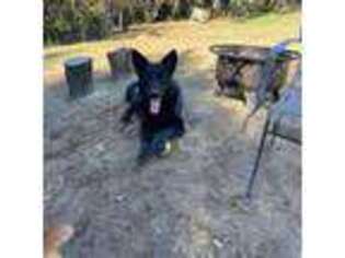 German Shepherd Dog Puppy for sale in Escondido, CA, USA