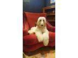 Afghan Hound Puppy for sale in Indianapolis, IN, USA
