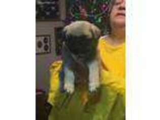 Pug Puppy for sale in Toms River, NJ, USA
