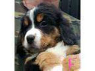 Bernese Mountain Dog Puppy for sale in Buckley, WA, USA