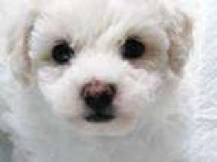 Bichon Frise Puppy for sale in Springfield, MA, USA