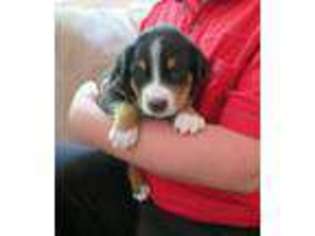 Greater Swiss Mountain Dog Puppy for sale in Morgantown, PA, USA