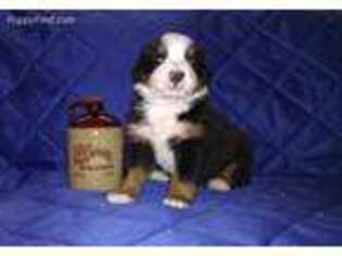Bernese Mountain Dog Puppy for sale in Boone, IA, USA