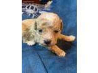 Mutt Puppy for sale in Section, AL, USA