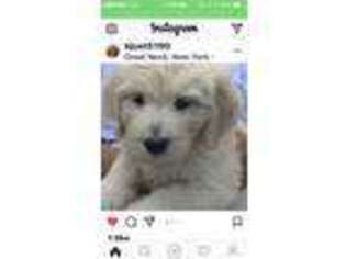 Goldendoodle Puppy for sale in Levittown, NY, USA