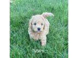 Goldendoodle Puppy for sale in Jerseyville, IL, USA