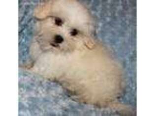 Mal-Shi Puppy for sale in Billings, MO, USA