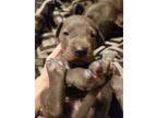 Great Dane Puppy for sale in Greenwood, IN, USA