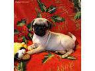 Pug Puppy for sale in Luray, VA, USA
