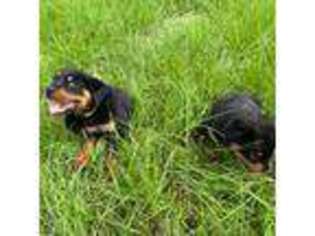 Rottweiler Puppy for sale in Timpson, TX, USA