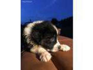 Australian Shepherd Puppy for sale in Live Oak, FL, USA