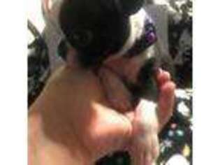 Boston Terrier Puppy for sale in Waterbury, CT, USA