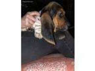 Basset Hound Puppy for sale in Waukegan, IL, USA