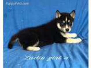 Siberian Husky Puppy for sale in Ocala, FL, USA