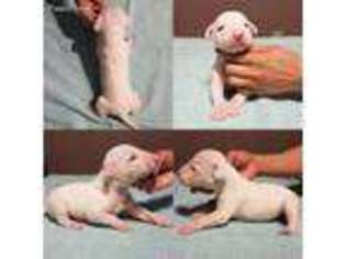 Bull Terrier Puppy for sale in Gilmer, TX, USA
