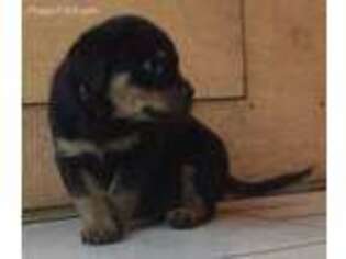 Rottweiler Puppy for sale in Limestone, TN, USA