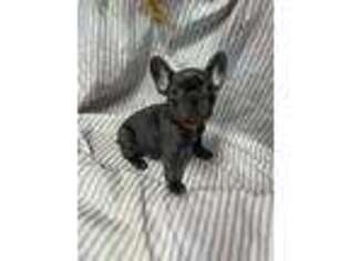French Bulldog Puppy for sale in Milton Freewater, OR, USA