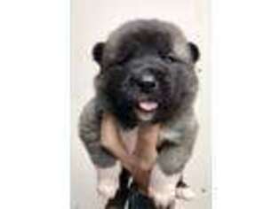 Akita Puppy for sale in Harrisville, NY, USA