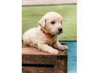 Golden Retriever Puppy for sale in Millry, AL, USA
