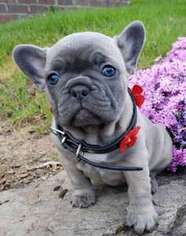 French Bulldog Puppy for sale in Beverly, MA, USA