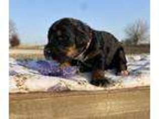 Mutt Puppy for sale in Harrisonville, MO, USA