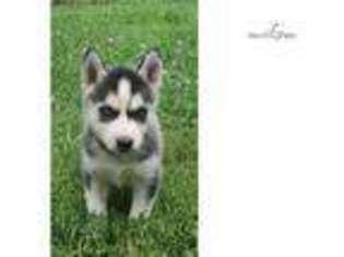 Siberian Husky Puppy for sale in Joplin, MO, USA