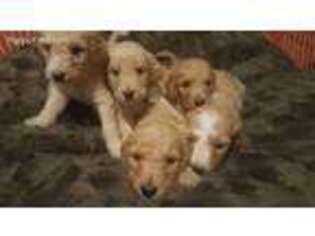 Goldendoodle Puppy for sale in Joshua, TX, USA