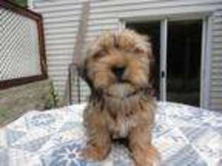 Shorkie Tzu Puppy for sale in DERRY, NH, USA