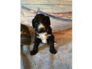Portuguese Water Dog Puppy for sale in Church Hill, TN, USA