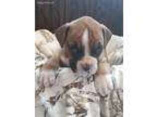 Boxer Puppy for sale in Penn Yan, NY, USA