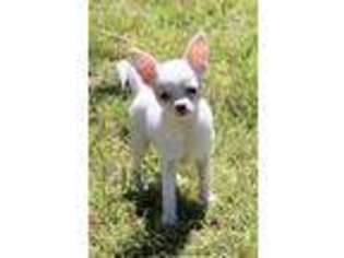 Chihuahua Puppy for sale in Huntsville, AR, USA