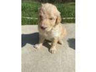 Goldendoodle Puppy for sale in Effingham, IL, USA